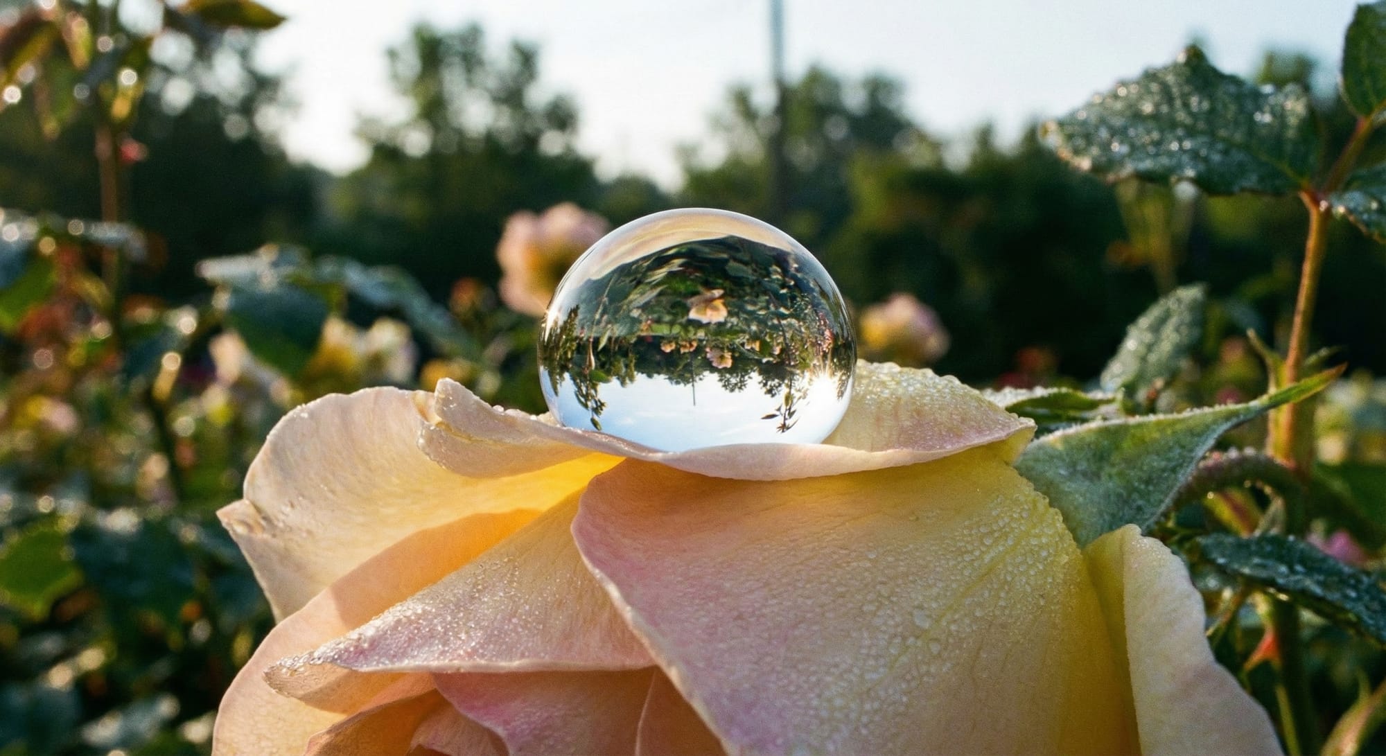 Water droplet on a rose petal, the droplet reflecting the surrounding garden upside-down inside it, macro photography, morning light